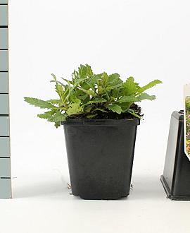 Verbena bonariensis Pot 9 cm