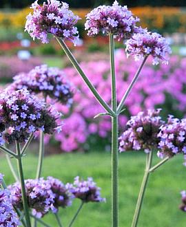 Verbena bon. 'Lollipop' Pot 9 cm