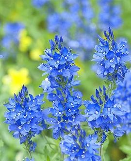 Veronica austr. 'Knallblau' Pot 9 cm