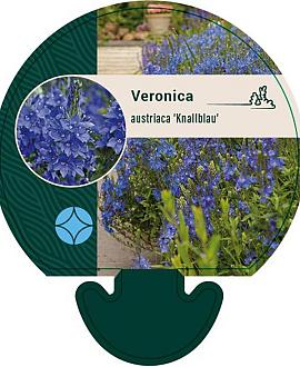 Veronica austr. 'Knallblau' Pot 9 cm