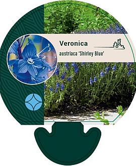 Veronica austr. 'Shirley Blue' Pot 9 cm