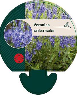 Veronica austriaca teucrium Pot 9 cm