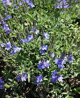 Veronica austriaca teucrium Pot 9 cm