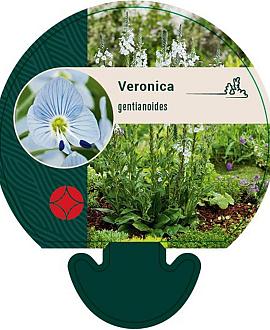 Veronica gentianoides Pot 9 cm
