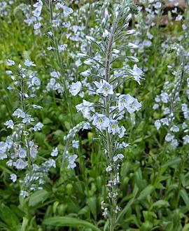 Veronica gentianoides Pot 9 cm