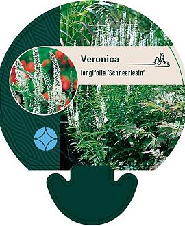 Veronica longif. 'Schneeriesin' Pot 9 cm