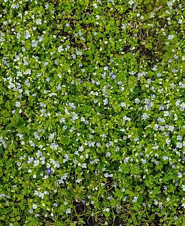Veronica repens Pot 9 cm