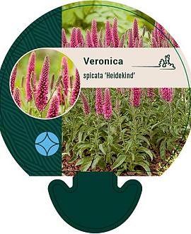 Veronica spic. 'Heidekind' Pot 9 cm