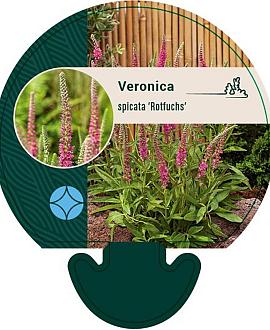 Veronica spic. 'Rotfuchs' Pot 9 cm