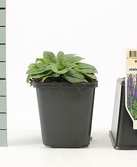 Veronica spic. 'Ulster Dwarf Blue' Pot 9 cm