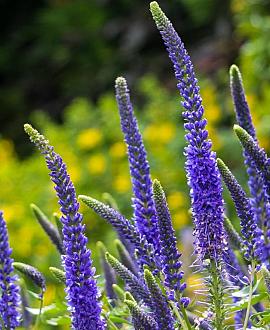 Veronica spic. 'Ulster Dwarf Blue' Pot 9 cm
