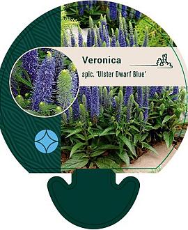 Veronica spic. 'Ulster Dwarf Blue' Pot 9 cm