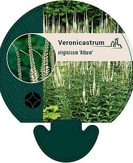 Veronicastrum virg. 'Album' Pot 9 cm