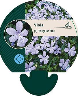 Viola (C) 'Boughton Blue' Pot 9 cm