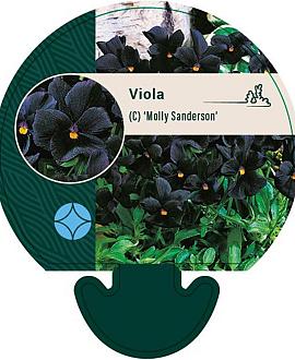 Viola (C) 'Molly Sanderson' Pot 9 cm