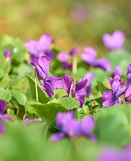 Viola odorata 'Königin Charlotte' Pot 9 cm