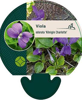 Viola odorata 'Königin Charlotte' Pot 9 cm