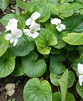 Viola sororia 'Albiflora' Pot 9 cm
