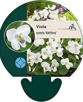 Viola sororia 'Albiflora' Pot 9 cm