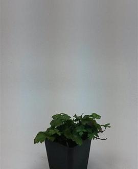 Waldsteinia ternata Pot 9 cm