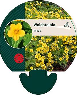 Waldsteinia ternata Pot 9 cm