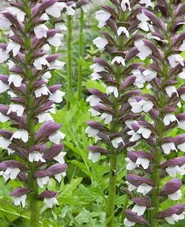 Acanthus hungaricus 'White Lips' Pot 9 cm