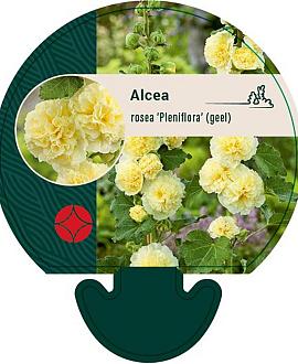 Alcea rosea 'Pleniflora' (geel) Pot 9 cm