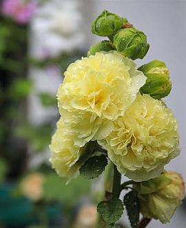 Alcea rosea 'Pleniflora' (geel) Pot 9 cm