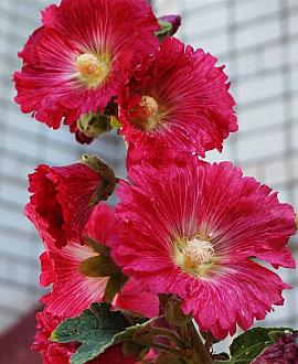 Alcea rosea 'Pleniflora' (rood) Pot 9 cm