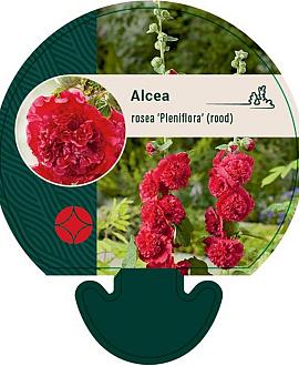 Alcea rosea 'Pleniflora' (rood) Pot 9 cm