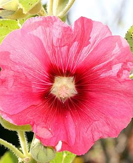 Alcea rosea 'Pleniflora' (rose) Pot 9 cm