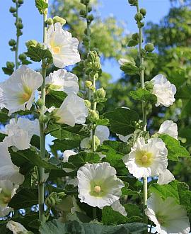 Alcea rosea 'Pleniflora' (wit) Pot 9 cm