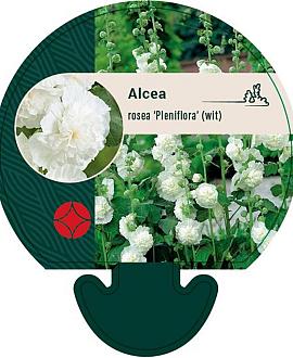 Alcea rosea 'Pleniflora' (wit) Pot 9 cm