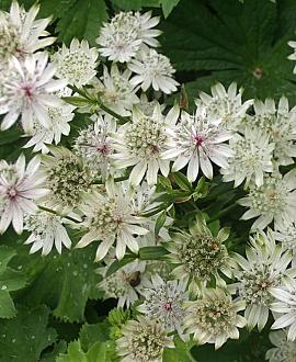 Astrantia maj. 'Buckland' Pot 9 cm