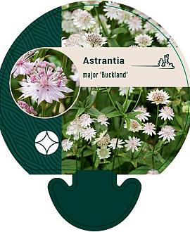 Astrantia maj. 'Buckland' Pot 9 cm