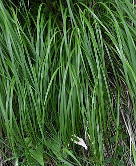 Carex oshim. 'JS Greenwell' Pot 9 cm