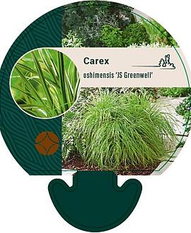 Carex oshim. 'JS Greenwell' Pot 9 cm