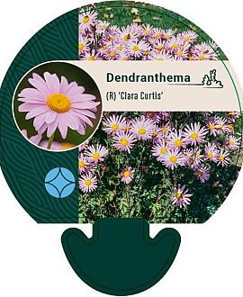Dendranthema (R) 'Clara Curtis' Pot 9 cm