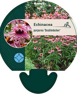Echinacea purp. 'Doubledecker' Pot 9 cm