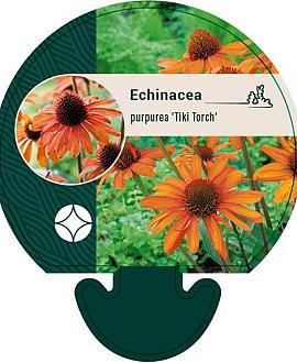 Echinacea purp. 'Tiki Torch' Pot 9 cm