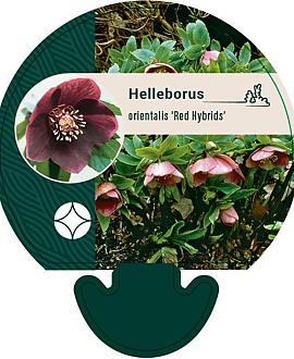 Helleborus o. Red Hybrids Pot 9 cm