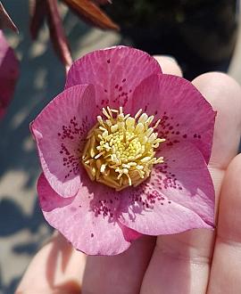 Helleborus o. Red Hybrids Pot 9 cm