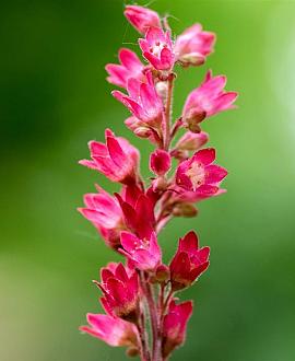 Heuchera b. 'Pluie de Feu' Pot 9 cm