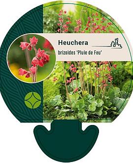 Heuchera b. 'Pluie de Feu' Pot 9 cm