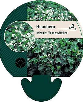 Heuchera b. 'Schneewittchen' Pot 9 cm