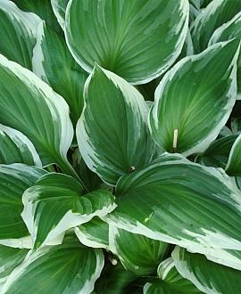 Hosta 'Fortunei Francee' Pot 9 cm