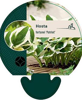Hosta 'Fortunei Patriot' Pot 9 cm