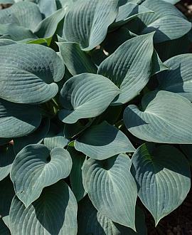 Hosta tardiana 'Halcyon' Pot 9 cm