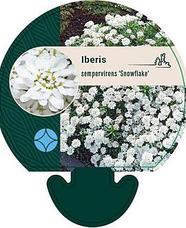 Iberis semp. 'Snowflake' Pot 9 cm