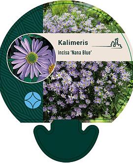 Kalimeris incisa 'Nana Blue' Pot 9 cm
